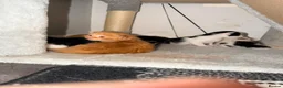 Mixed Breed cats for sale: Mr Thomas venton in Rotherham - Advert 3