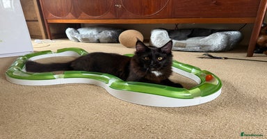 Maine Coon cats - Advert 13