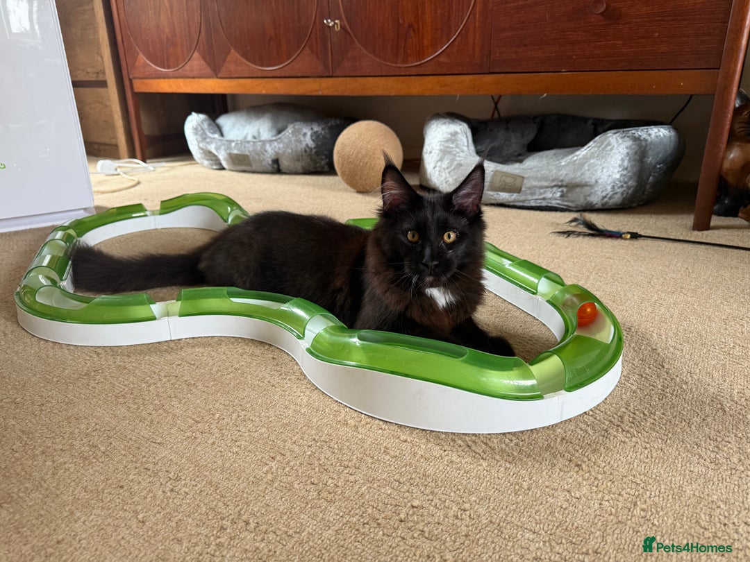Maine Coon cats for sale: Pedigree ”TICA”  the last kitten left❣️ - Image 10