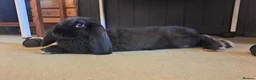 French Lop rabbits for sale: Very pretty French Lop Neutered male - Advert 3
