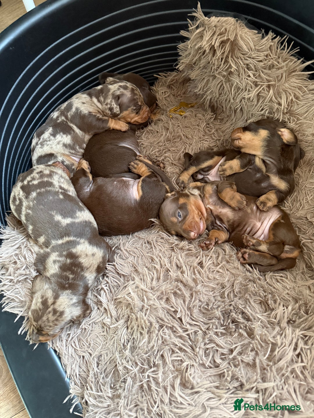 Dachshund dogs for sale: Lovely Dachshunds!  - Advert 13