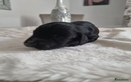 Cocker Spaniel dogs for sale: Stunning litter of cocker spaniels  - Image 9