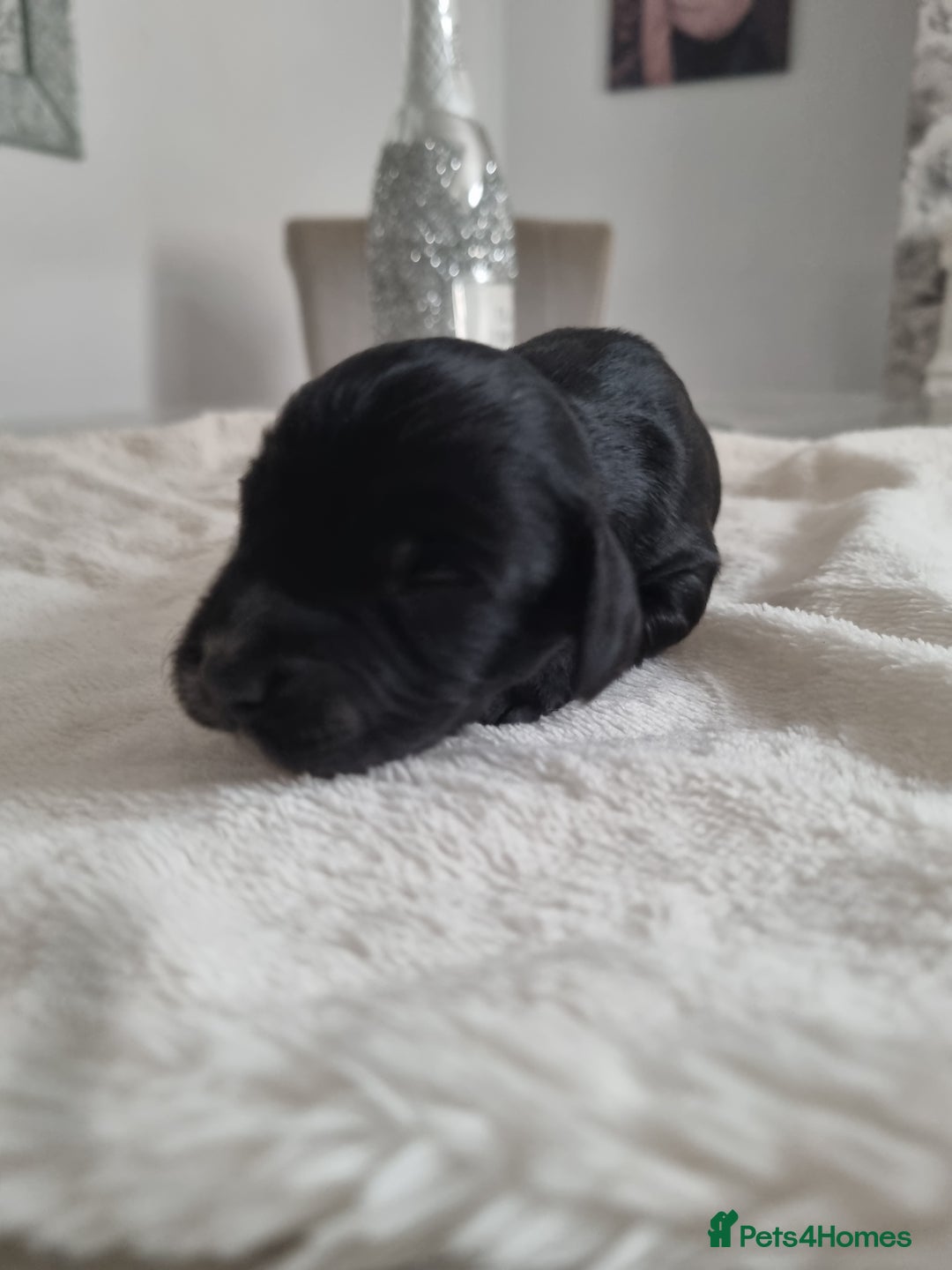 Cocker Spaniel dogs for sale: Stunning litter of cocker spaniels  - Image 9