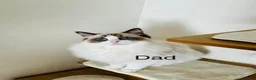 Ragdoll cats for sale: Beautiful ragdoll kittens  - Advert 6