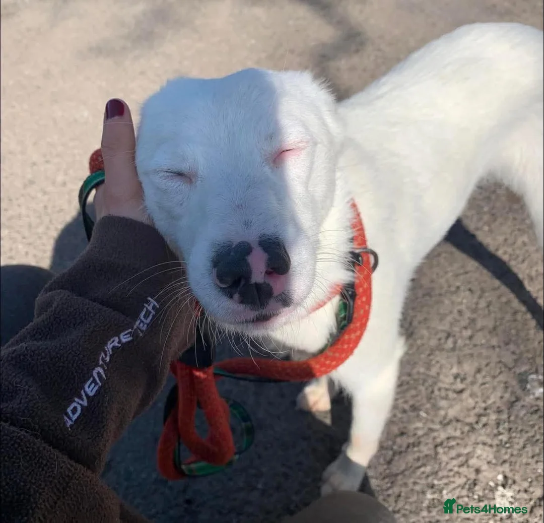 Mixed Breed dogs for adoption: Meet Clove, currently residing in Cheshire  - Advert 2