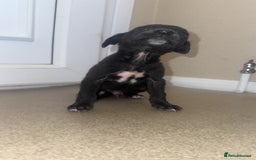 Mixed Breed dogs for sale: Stunning wiggy puppies  - Image 6