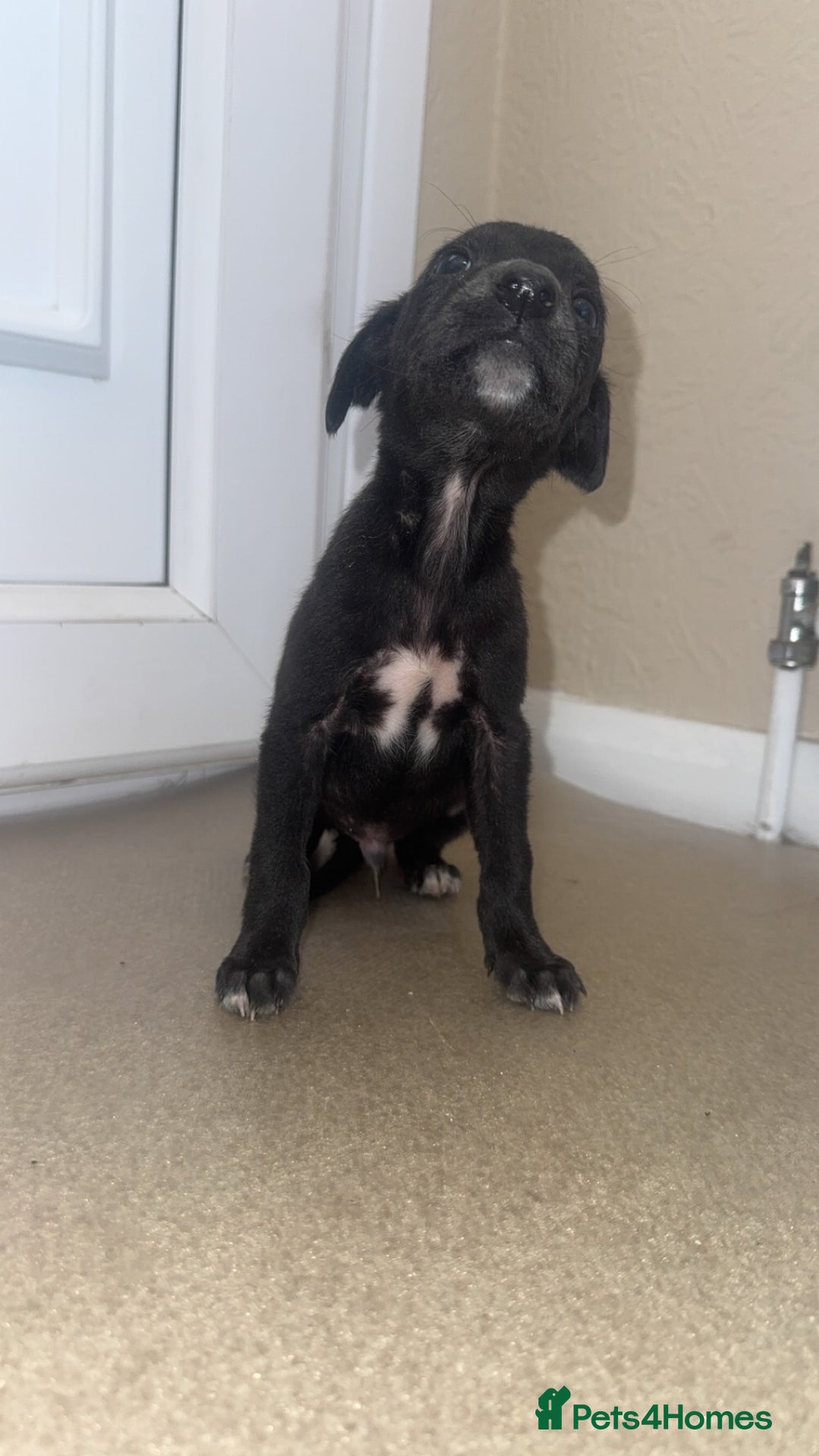 Mixed Breed dogs for sale: Stunning wiggy puppies  - Image 6