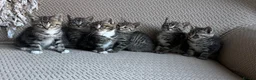 Mixed Breed cats for sale: Six Beautiful Tabby Kittens  - Advert 10