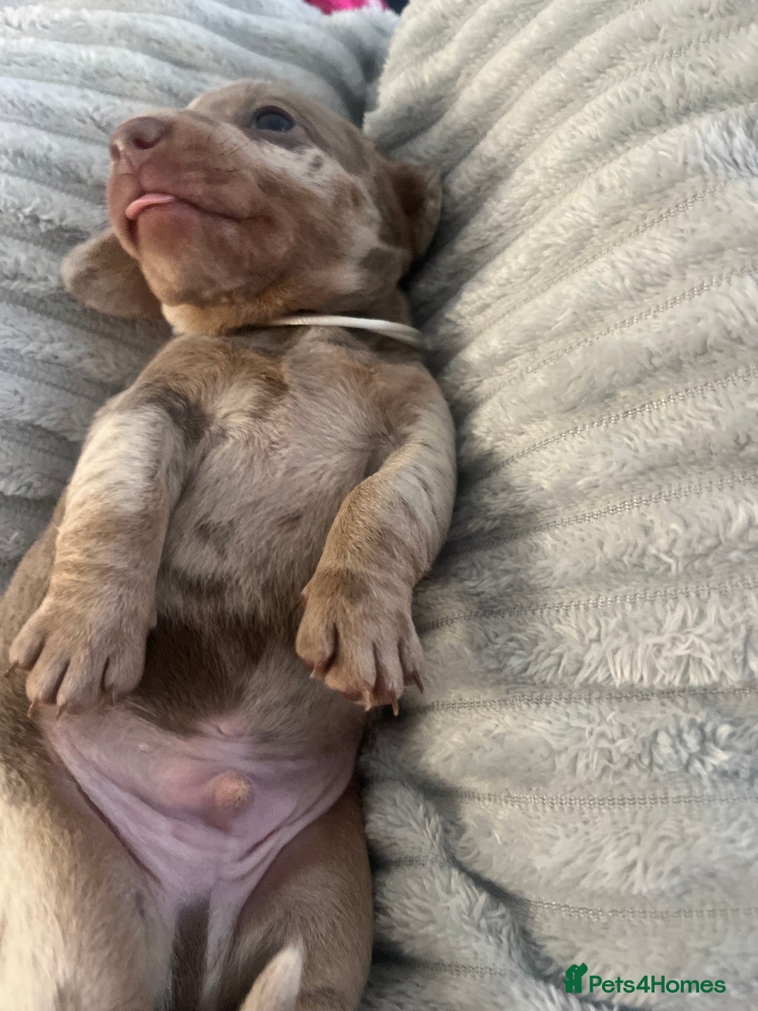 Miniature Dachshund dogs for sale: 🖤🐶Beautiful Miniature Dachshund Puppies🖤🐶!! - Image 21