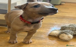 Whippet dogs for sale: READY NEXT WEEK! GORGEOUS WHIPPET PUPPIES - Image 25
