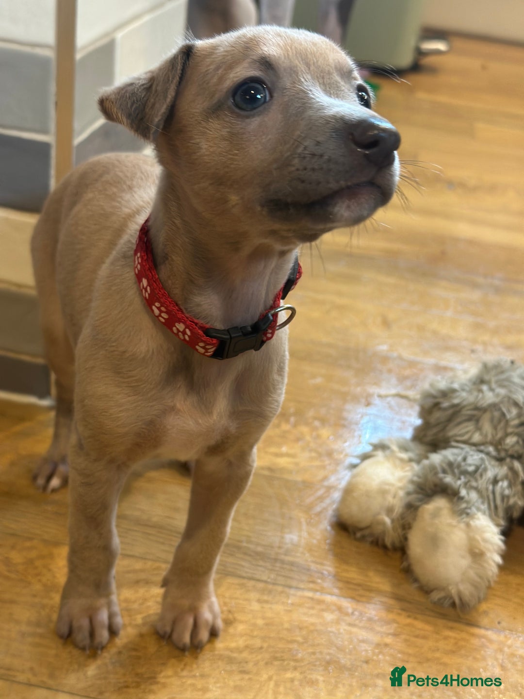 Whippet dogs for sale: READY NEXT WEEK! GORGEOUS WHIPPET PUPPIES - Image 25