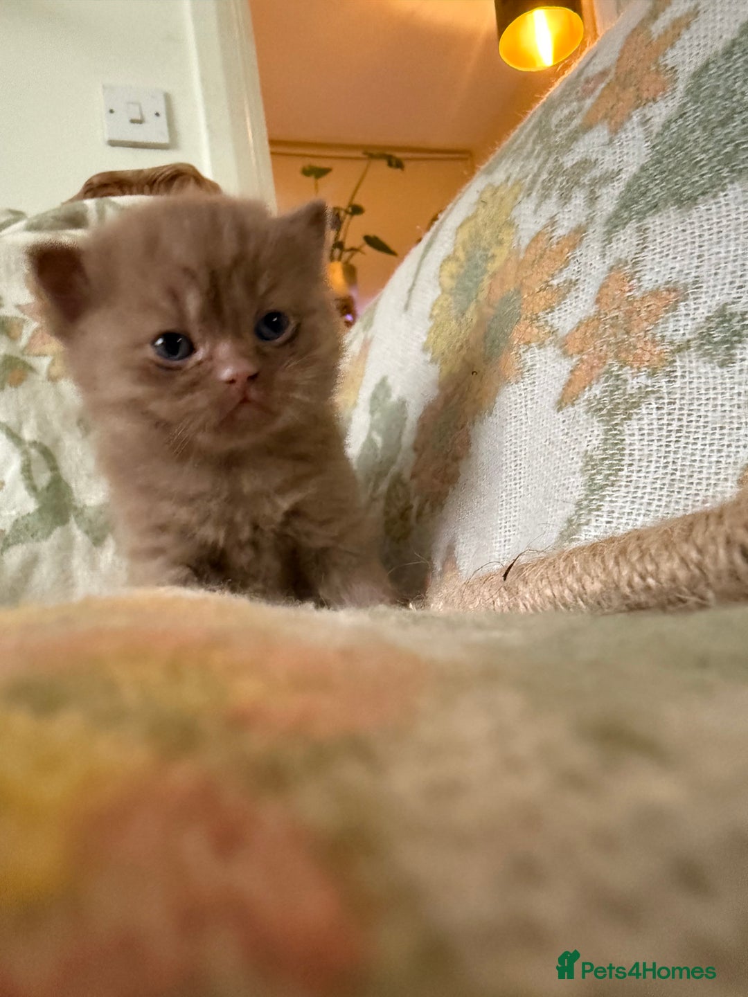 British Shorthair cats for sale: Beautiful GCCF and TICA reg British Shorthair  - Advert 11