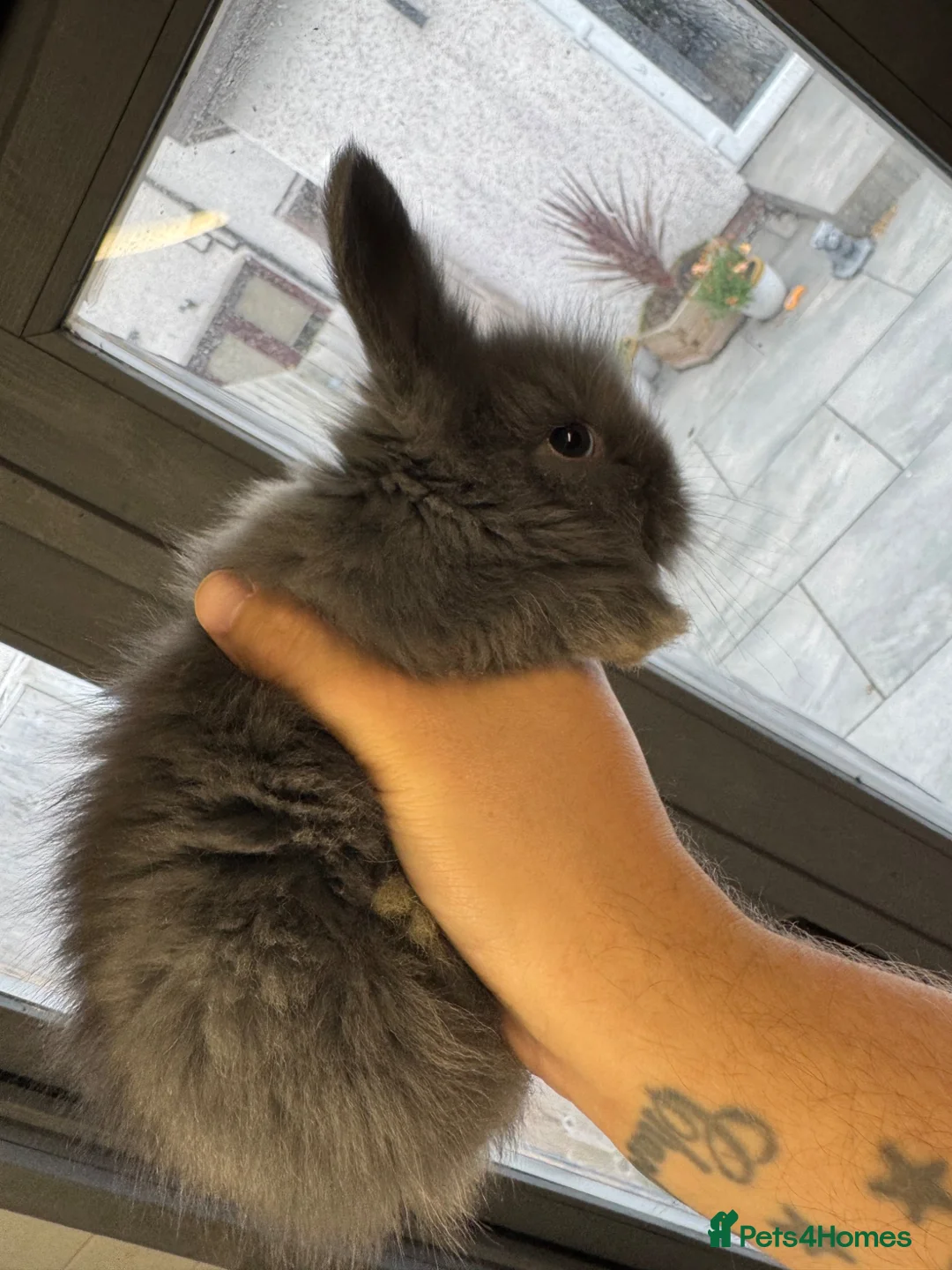 Angora rabbits for sale: Full face Angora babies - Advert 5