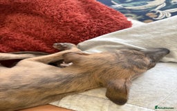 Whippet dogs for sale: Whippet Boy - Image 8