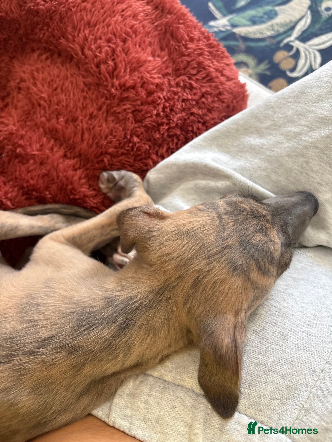 Whippet dogs for sale: Whippet Boy - Image 8