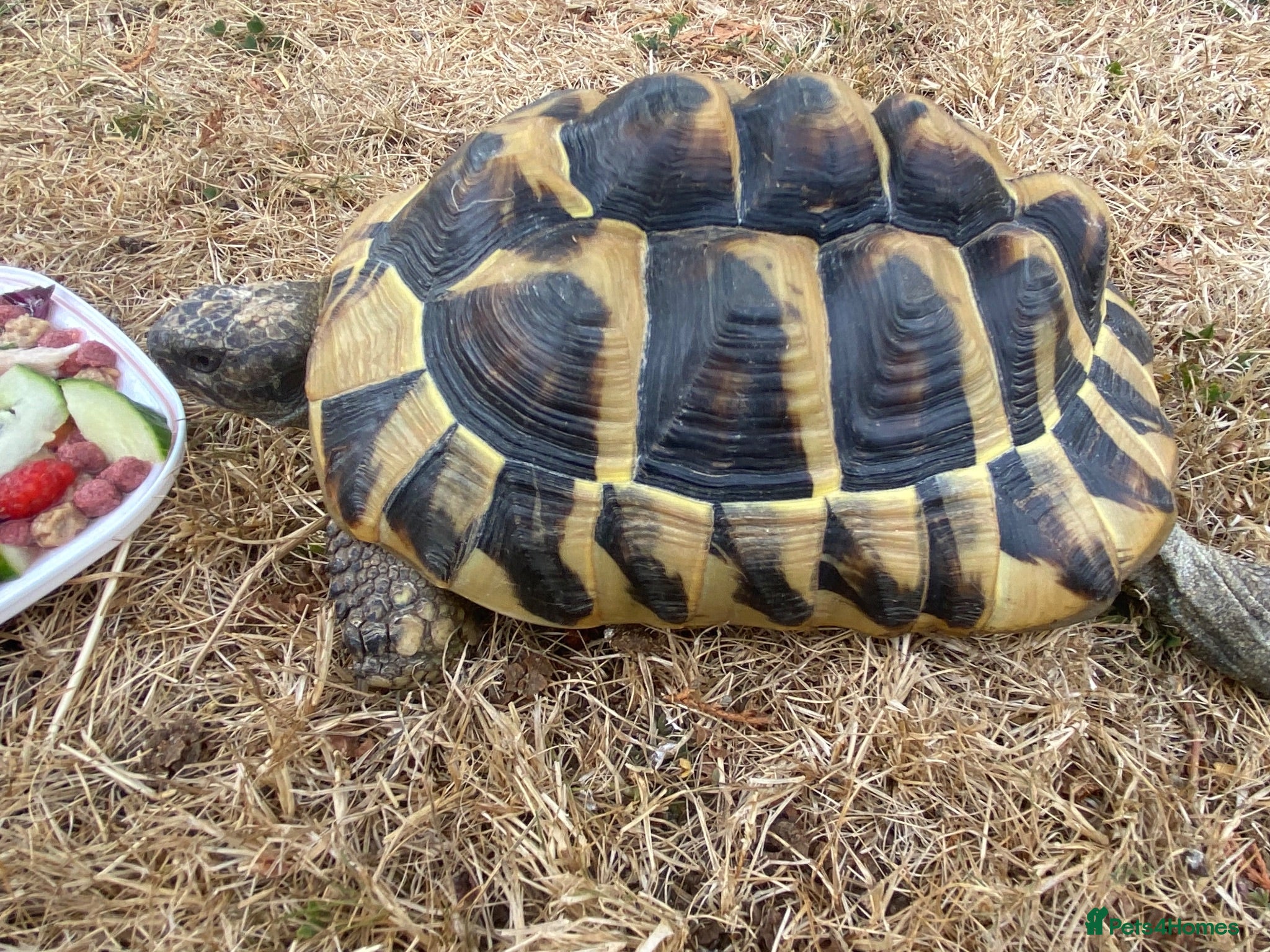 Tortoise reptiles Female Herman’s Tortoise  - Advert 2