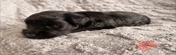 Miniature Schnauzer dogs for sale: Chunky, stunning litter of miniature schnauzers  - Advert 19