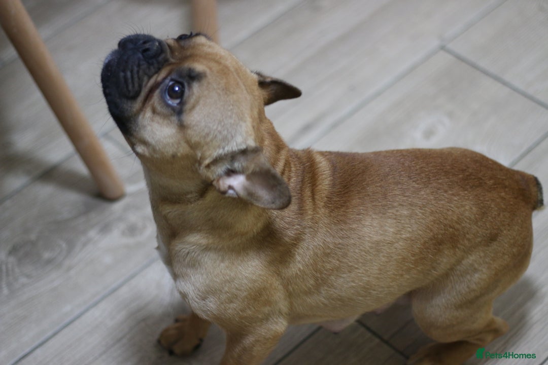 French Bulldog dogs for sale: French Bulldog Puppies Looking for Loving Homes - Advert 6