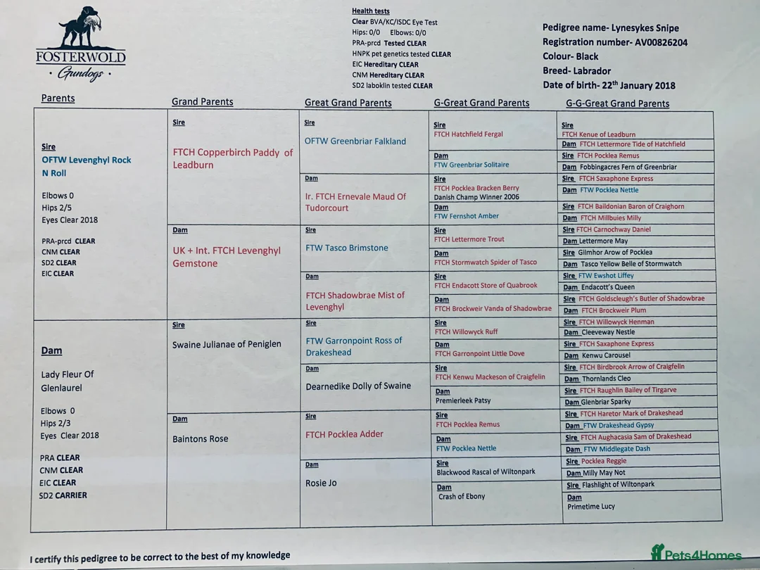 Labrador Retriever dogs for stud: 0/0 HIPS&ELBOWS FULLY HEALTH TESTED LABRADOR STUD in Leyburn - Advert 6