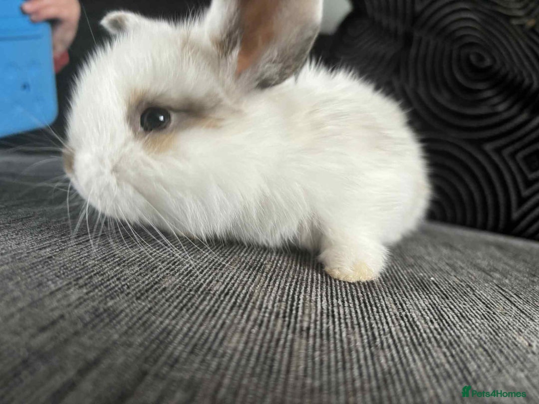 Mini Lop rabbits for sale: Mini Lop Babies  - Image 2