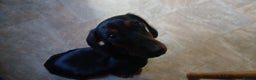Dachshund dogs for sale: Trigger  - Advert 4