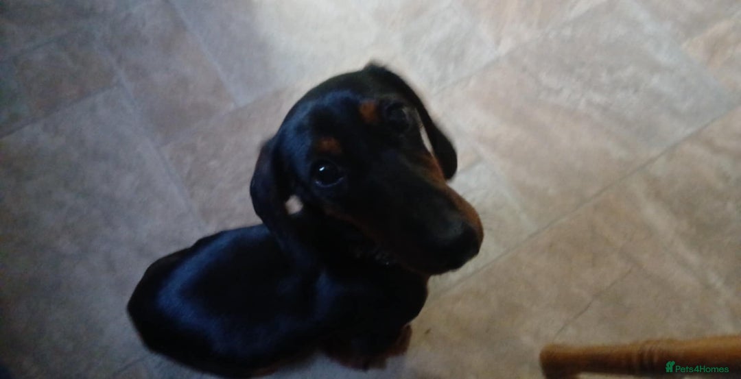 Dachshund dogs for sale: Trigger  - Advert 4