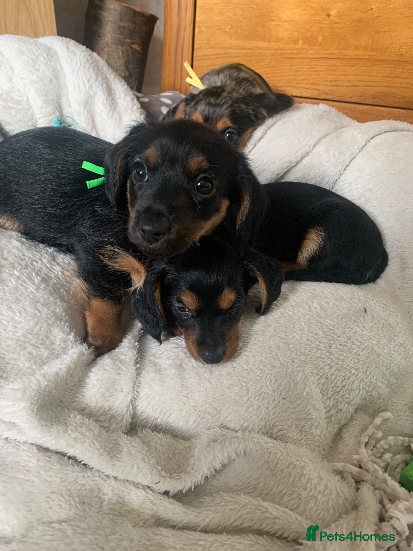 Mixed Breed dogs Yorkshire terrier x puppies  - Advert 12