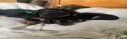 Mixed Breed dogs for sale: Yorkshire terrier x puppies  - Advert 1