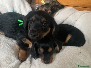 Mixed Breed dogs Yorkshire terrier x puppies - Advert 12