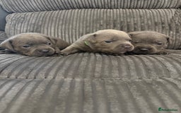 Staffordshire Bull Terrier dogs for sale: READY NOW 1 gorgeous blue staffy puppy left  - Image 25