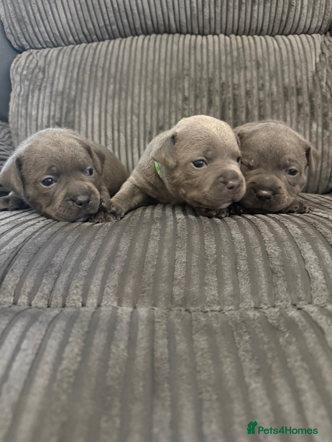 Staffordshire Bull Terrier dogs for sale: READY NOW 1 gorgeous blue staffy puppy left  - Image 25