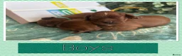 Cavalier King Charles Spaniel dogs for sale: Beautiful KC registered CKCS litter 💛 - Advert 9