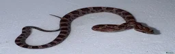 Corn Snake reptiles for sale: Baby Corn Snakes 🐍  - Advert 14