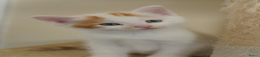 Mixed Breed Kitten 1