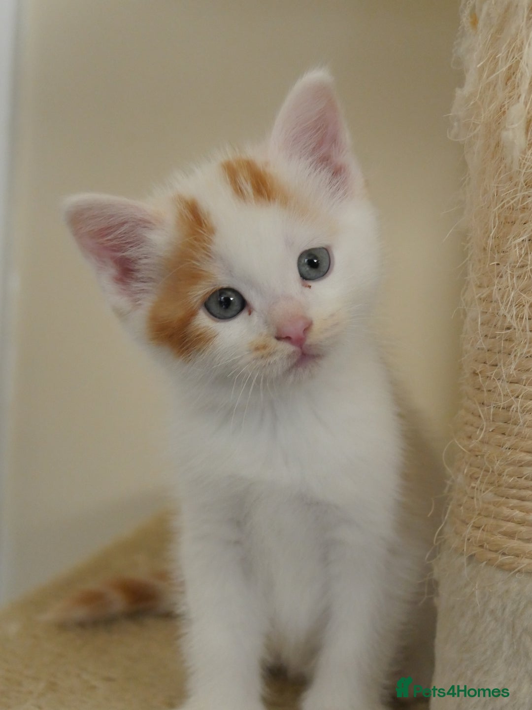 Mixed Breed cats for sale: Mix Ragdoll /Domestic cat  - Image 6