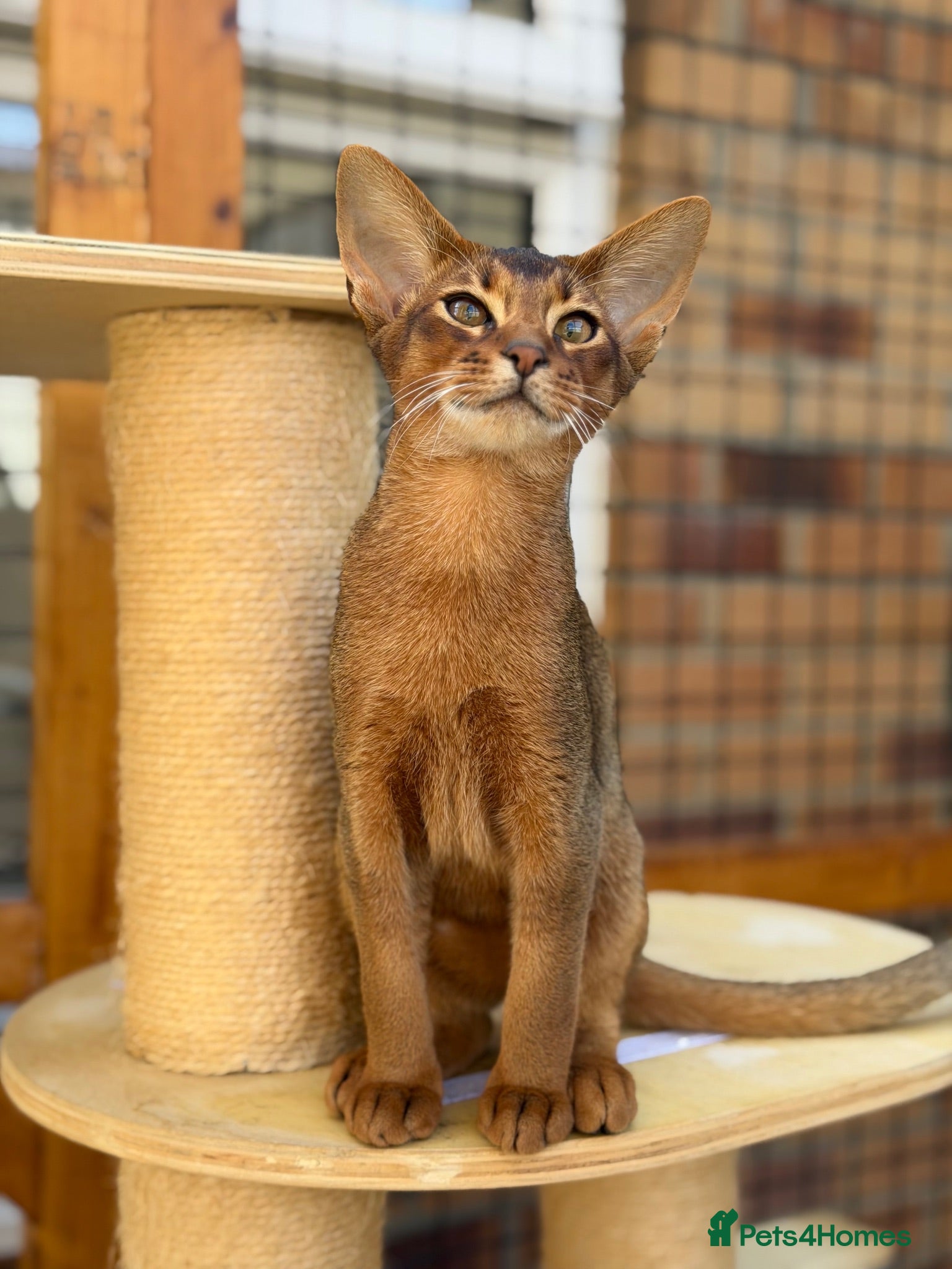 Abyssinian cats Last amazing kitten 😻 - Advert 1