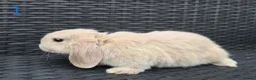 Mini Lop rabbits for sale: Pure Bred Mini Lop babies - Ready Now - Advert 2