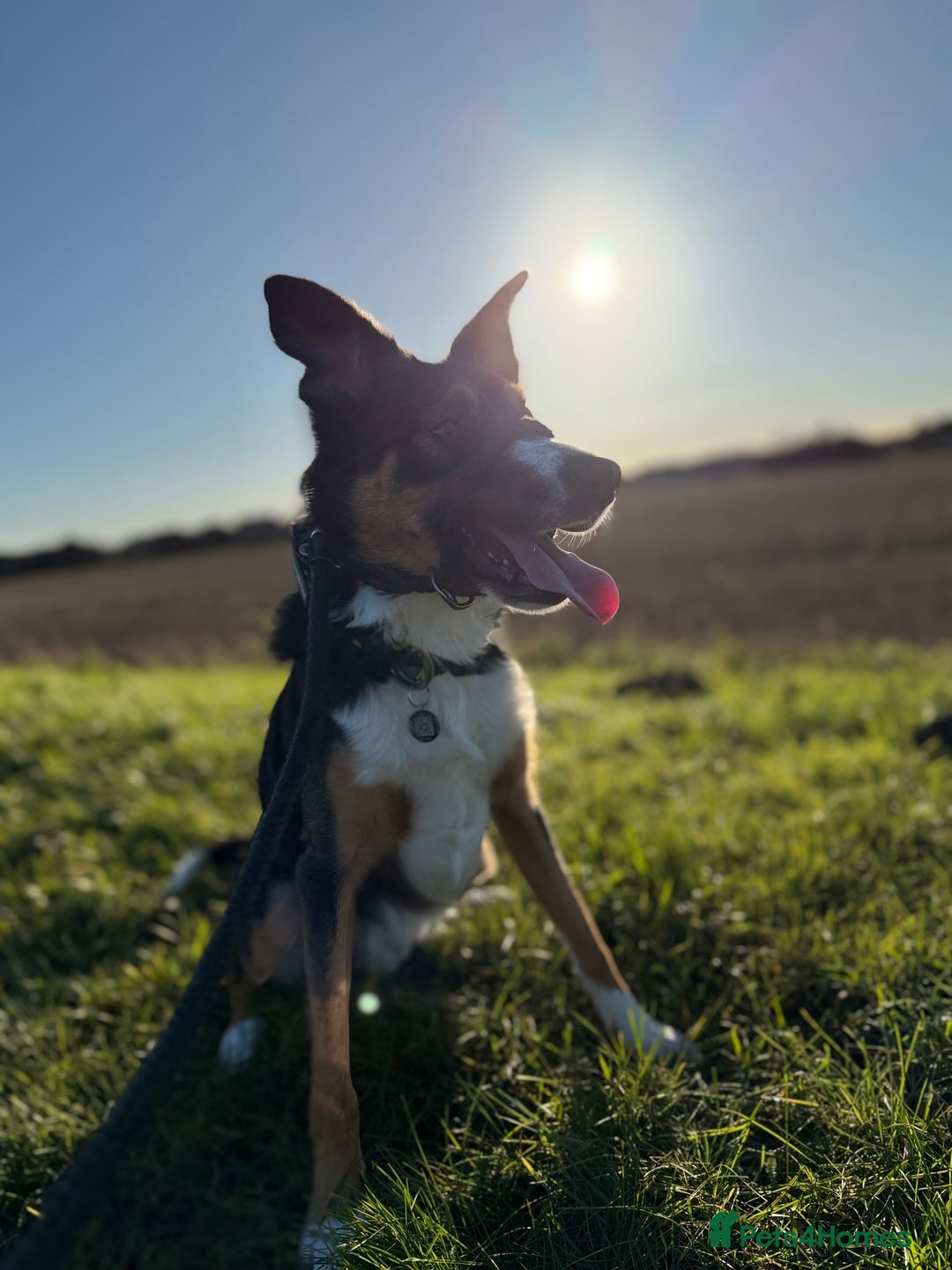 Border Collie dogs for stud: Tri border collie stud - Advert 2