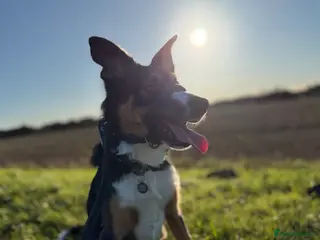 Border Collie dogs Tri border collie stud - Advert 1