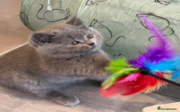 British Shorthair cats for sale: British Shorthair/Scottish Straight Blue Kittens  - Image 1