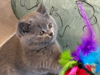 British Shorthair cats - Advert 10
