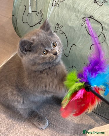 British Shorthair cats - Advert 8