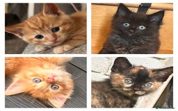 Ragdoll cats for sale: Calico Ragdolls - Image 1