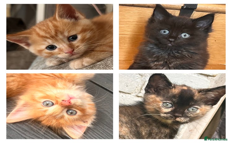 Ragdoll cats - Advert 1
