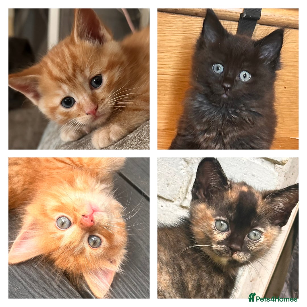 Ragdoll cats for sale: Calico Ragdolls - Image 1
