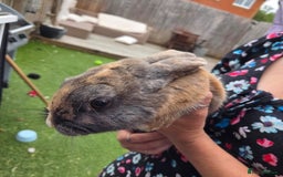 Mixed Breed rabbits for sale: Rabbit, male, 3yrs, with double hutch - Image 15