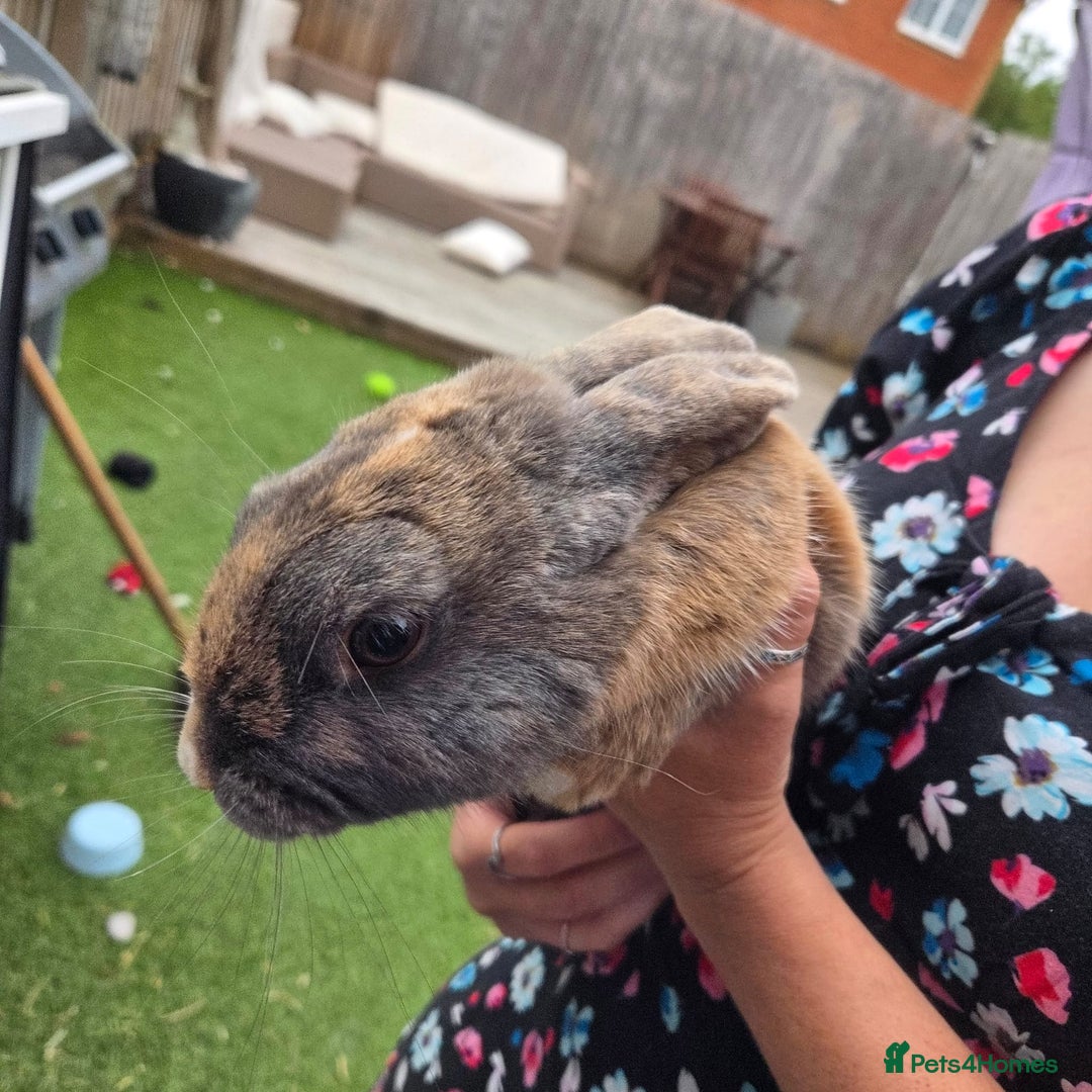 Mixed Breed rabbits for sale: Rabbit, male, 3yrs, with double hutch - Image 15