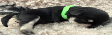 Miniature Schnauzer 2