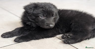German Shepherd dogs - Advert 11