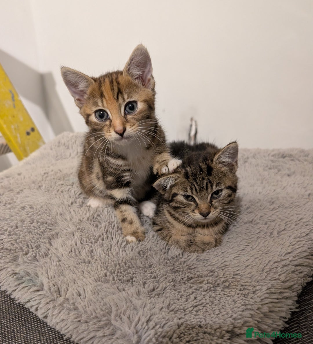 Mixed Breed cats for sale: Kitten  - Advert 3